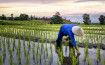 Lockdown Impact: Bangladesh Rice Exports Stop; Gulf Nations' Demand Up