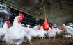 Ukraine to resume poultry exports to EU from bird flu-free zones