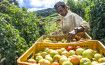 Mexico Probing Allegations of Forced Labor at Tomato Export Firms