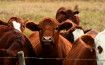 BSE Causes China and the Philippines to Stop Importing Beef from Canada