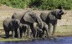 Elephants Threatening the Economy of Zimbabwe