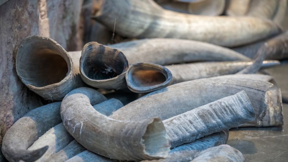 Elephant tusks piled on the ground for ivory trade. Poaching