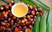 Palm Oil Makes a Comeback as Food Prices Rise